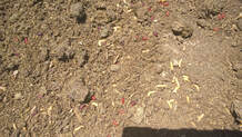this is a picture of maggots in Pleasanton, CA