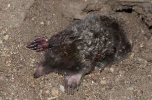 this is a picture of moles in Pleasanton, CA