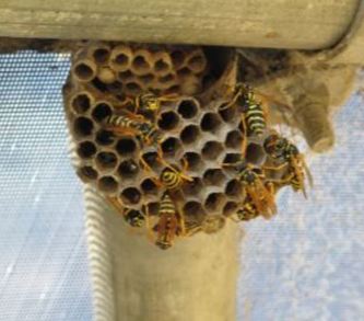 Some wasps in a hive in Pleasanton, California