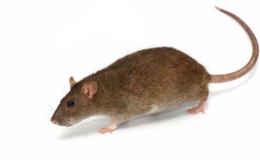 a picture of a rat removal in pleasanton, ca