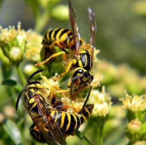 a picture of a yellow jacket infestation in pleasanton, ca